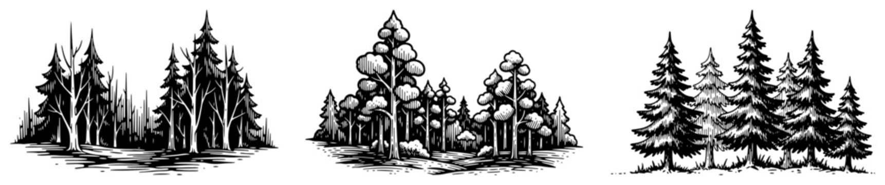 Coniferous trees and pine forest groups in vintage engraving style