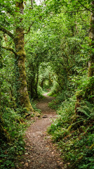 Fototapeta premium Sendero natural rodeado de frondosa vegetación que forma un túnel verde. Un rincón tranquilo y sombreado, ideal para caminar y disfrutar del bosque.