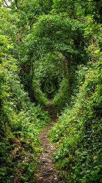 Sendero natural rodeado de frondosa vegetaci&oacute;n que forma un t&uacute;nel verde. Un rinc&oacute;n tranquilo y sombreado, ideal para caminar y disfrutar del bosque.