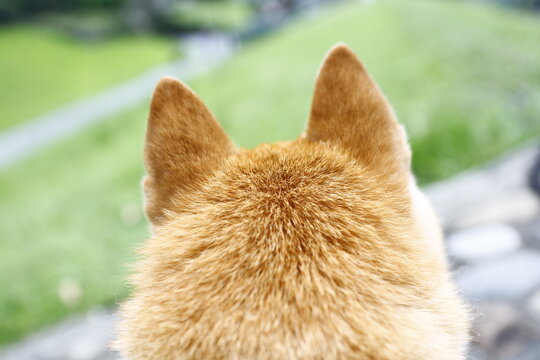 A close up back view of a Shiba Inu dog's head and ears outdoors.