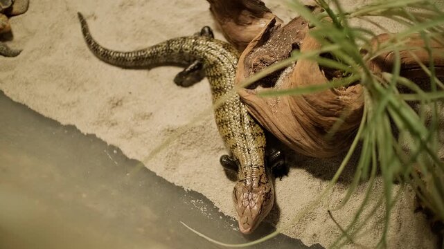 Small lizard rests near sand and wood. Its scales show fine, natural patterns. It looks alert, observing its surroundings. Green plant nearby adds texture to the scene.