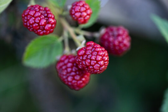 close up on blackberry in organic garden