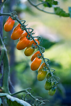 roma tomatoes growing in organic garden