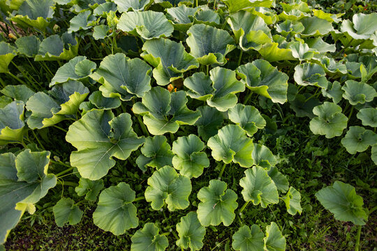 squash leaves in organic garden
