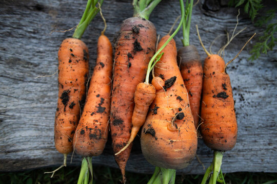 freshly picked carrots in organic garden