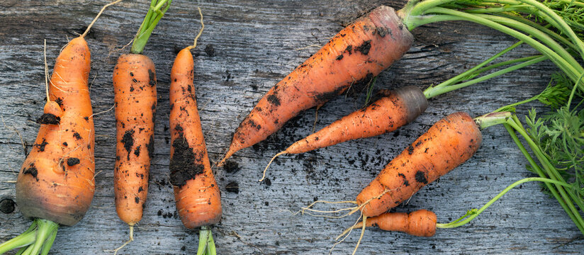 freshly picked carrots in organic garden