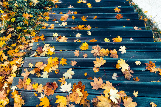 autumn leaves  on the ground