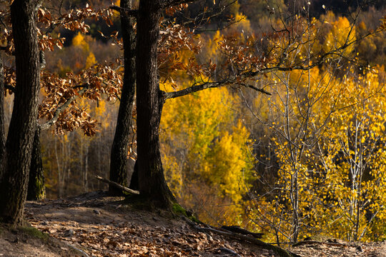 amazing autumn landscape with colorful trees