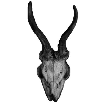 a animal skull head in halftone pattern 