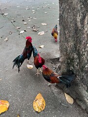 rooster © litaa