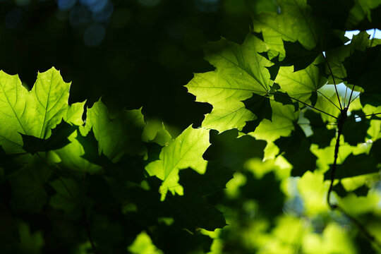 Maple leaves in a forest in Connecticut