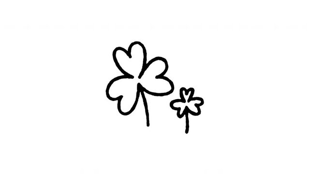 Hand drawn 4K three leaf shamrock doodle animation with boiling line effect. Frame by frame outline on black and green screen backgrounds, perfect for traditional Irish clover, St. Patrick's.