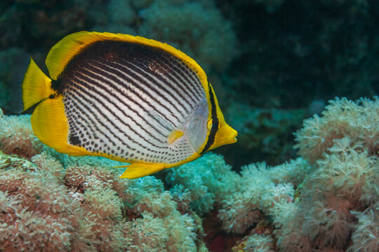 Close up of a blackback butterflyfish swimming over soft corals underwater