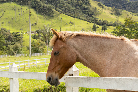 Horse in the mountains, valley of cocora