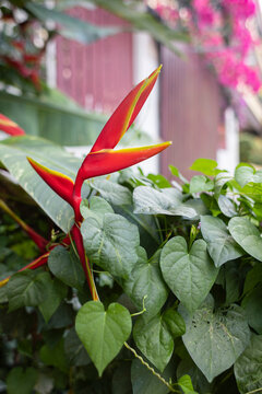 Exotic Heliconia latispatha flower with red bracts and yellow edges