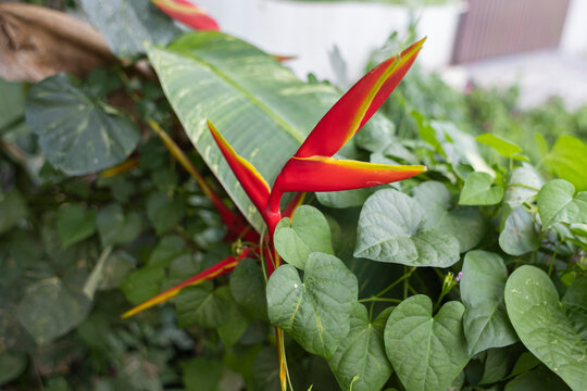Bright red and yellow Heliconia tropical flower close up
