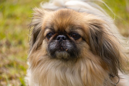 Portrait of a pekingese