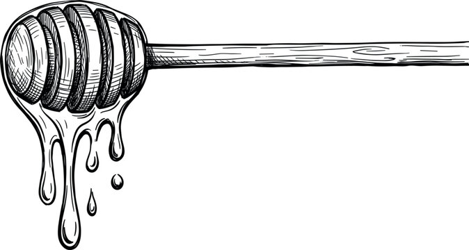 Hand drawn engraved style honey dipper vector illustration with sweet liquid dripping drops isolated on white background for organic food product design