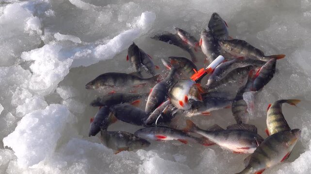A man's pleasure from ice fishing for perch and good trophies on a sunny winter day. The catch is placed in an ice cage. North-western Russia. Svir River, Lake Ladoga