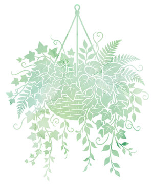Watercolor PNG of a decorative hanging basket filled with lush green ivy and fern leaves.