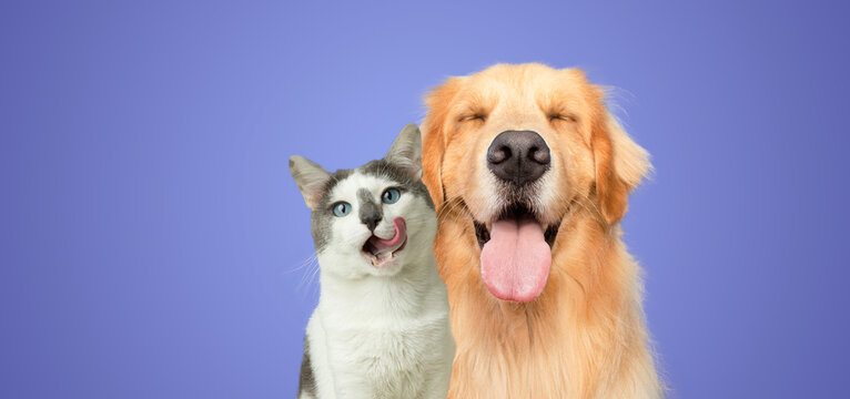 Golden retriever dog and cat portrait together on purple background	
