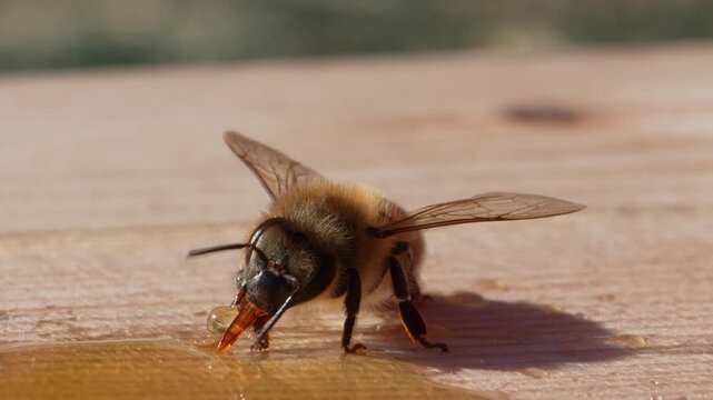 Macro close up of honey bee eating golden honey syrup with proboscis on wooden surface...