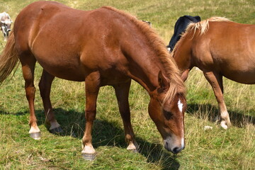 Obraz premium horse and foal