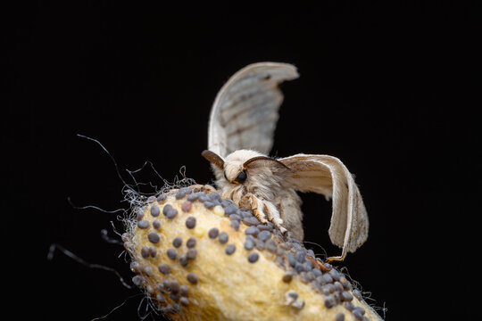 Silk moth emerging from cocoon against black background

Close-up macro photograph of an adult silk moth resting on its cocoon shortly after emergence, isolated against a deep black backgrou