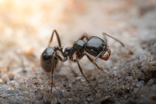 Black ant with powerful mandibles on sandy ground

Extreme macro photograph of a glossy black ant displaying its prominent reddish mandibles while walking across a textured sandy surface.