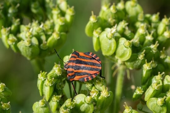 striped bug Graphosoma italicum striped shield bug on green plant