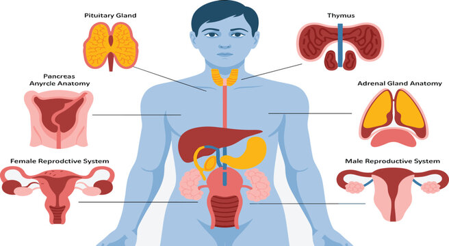 Human Endocrine and Reproductive System Anatomy Infographic Vector Illustration with Glands and Organs Diagrams