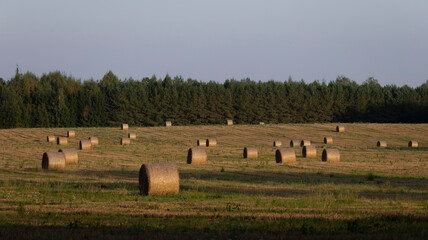 Rows of round hay bales in a harvested field at sunset  © Simas