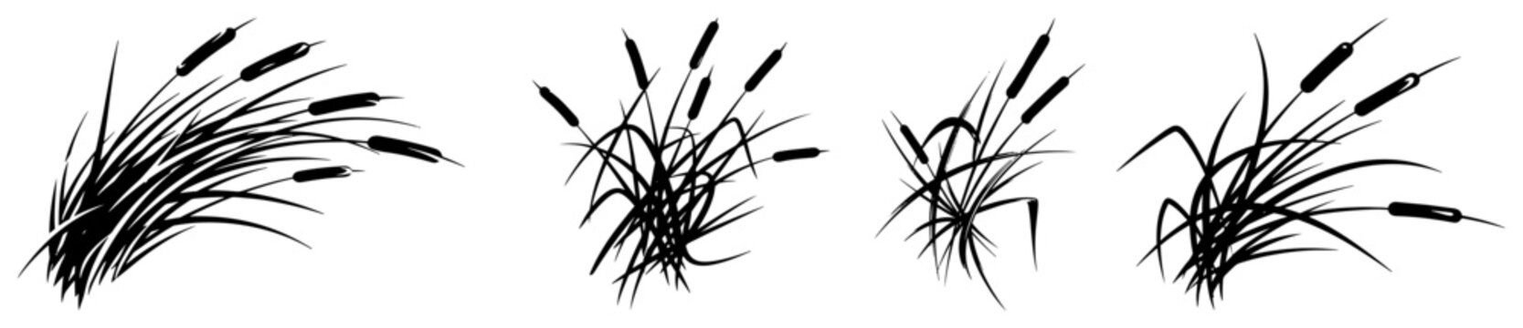 Wild cattails and marsh grass clusters in natural ink sketch style