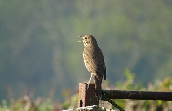 Song Thrush, Powys, 9th May 2026