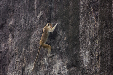Clever macaque climbing a steep vertical rock wall in the wild © Paul