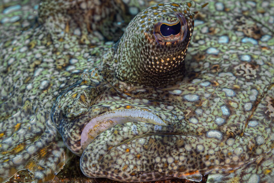 Flounder Fish @ Leyte, The Philippines