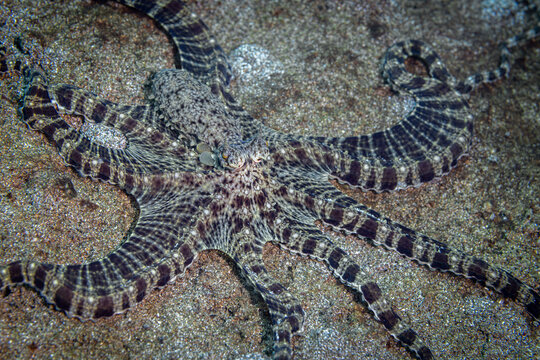 Mimic Octopus @ Leyte, The Philippines