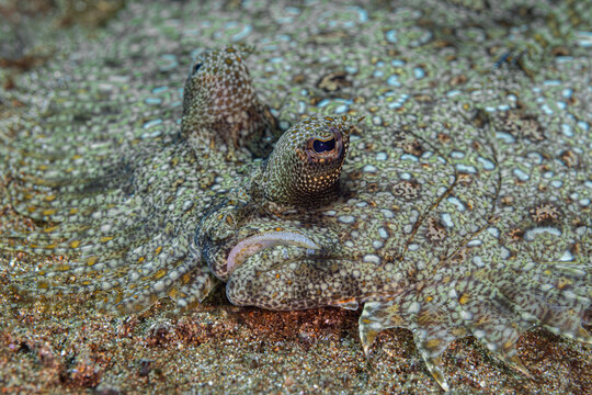 Flounder Fish @ Leyte, The Philippines (2)