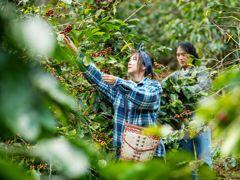 Woman coffee farmer harvesting and picking organic ripe coffee beans at coffee plantation, sustainable agriculture lifestyle and traditional farming in tropical rural environment concept