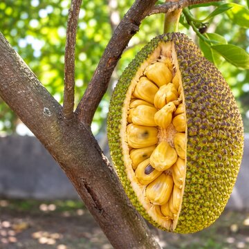 Ripe Open Jackfruit Hanging on Tropical Tree with Fresh Yellow Flesh in Natural Garden