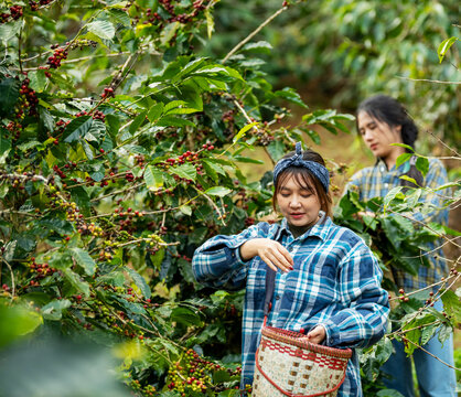 Asian woman coffee farmer harvesting and picking organic ripe red coffee beans at coffee plantation, sustainable agriculture lifestyle and traditional farming in tropical rural environment concept.