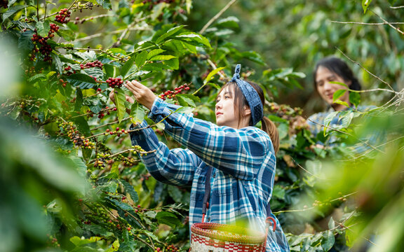 Asian woman coffee farmer harvesting and picking organic ripe red coffee beans at coffee plantation, sustainable agriculture lifestyle and traditional farming in tropical rural environment concept.
