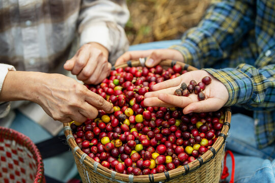 Hand picking ripe red coffee beans from a rustic basket on a coffee farm