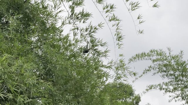 Hanging Grass Nests of Baya Weaver Birds