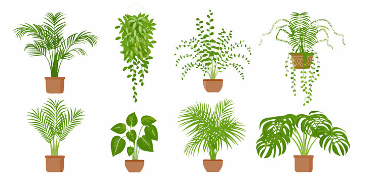 houseplants in pots flat vector illustration potted plants indoor greenery botanicals design art