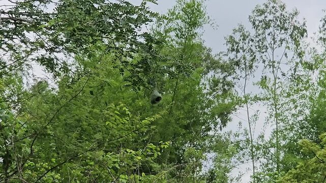 Male Baya Weaver Bird Weaving a Hanging Nest on a Tree