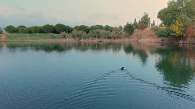 Drone Following a Duck Swimming Across a Small Lake [180&deg; shutter angle from ProRes 10 bit S-Log]