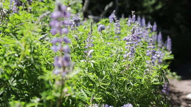 Handheld close up video with slow focus pull between foreground and background purple wildflowers in a sunny summer meadow with shallow depth of field.