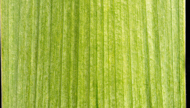 Light Green Leaf Macro with Vertical Ribbed Texture