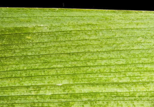 Green Leaf Macro Texture with Parallel Lines